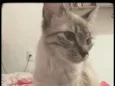 jade 