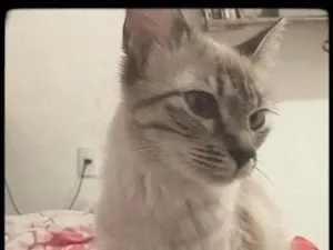 Gato raça SRD-ViraLata idade 7 a 11 meses nome jade 