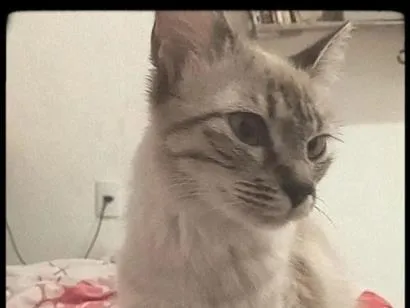 Gato raça SRD-ViraLata idade 7 a 11 meses nome jade 