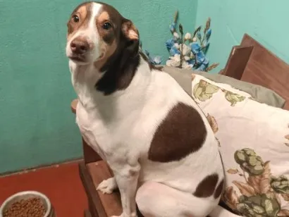 Cachorro raça SRD-ViraLata idade 3 anos nome Vitória