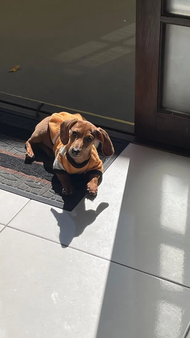 Cachorro raça SRD-ViraLata idade 2 a 6 meses nome Margot