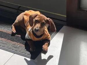 Cachorro raça SRD-ViraLata idade 2 a 6 meses nome Margot