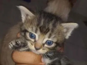 Gato raça SRD-ViraLata idade 7 a 11 meses nome jade 