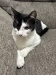 Loki
