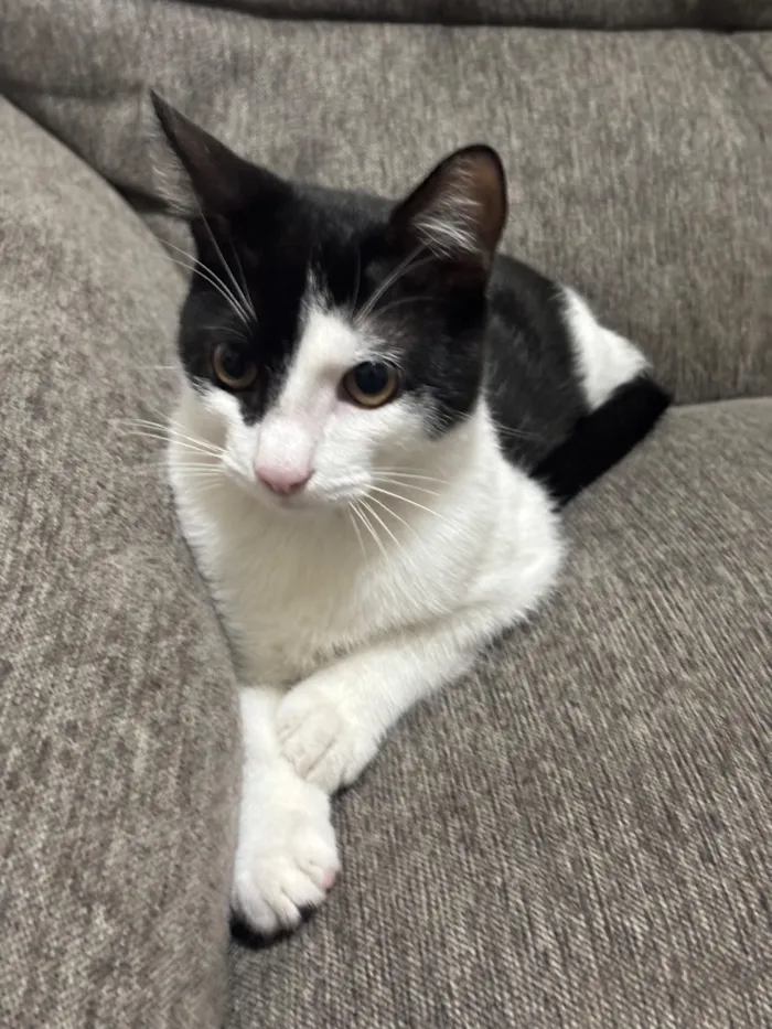 Gato raça SRD-ViraLata idade 2 a 6 meses nome Loki