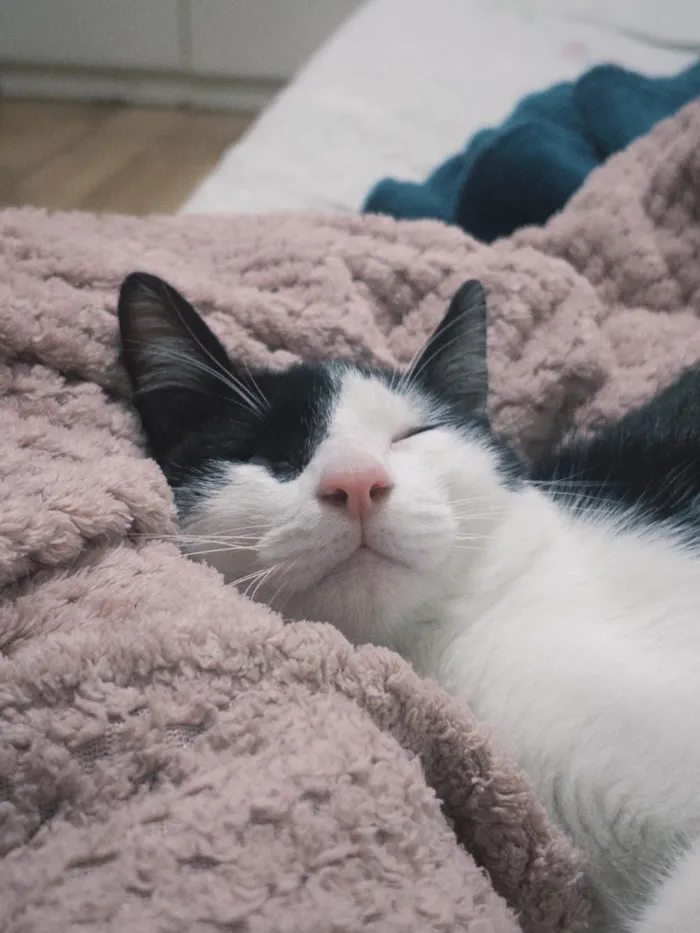 Gato raça SRD-ViraLata idade 2 a 6 meses nome Loki