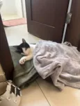 Loki