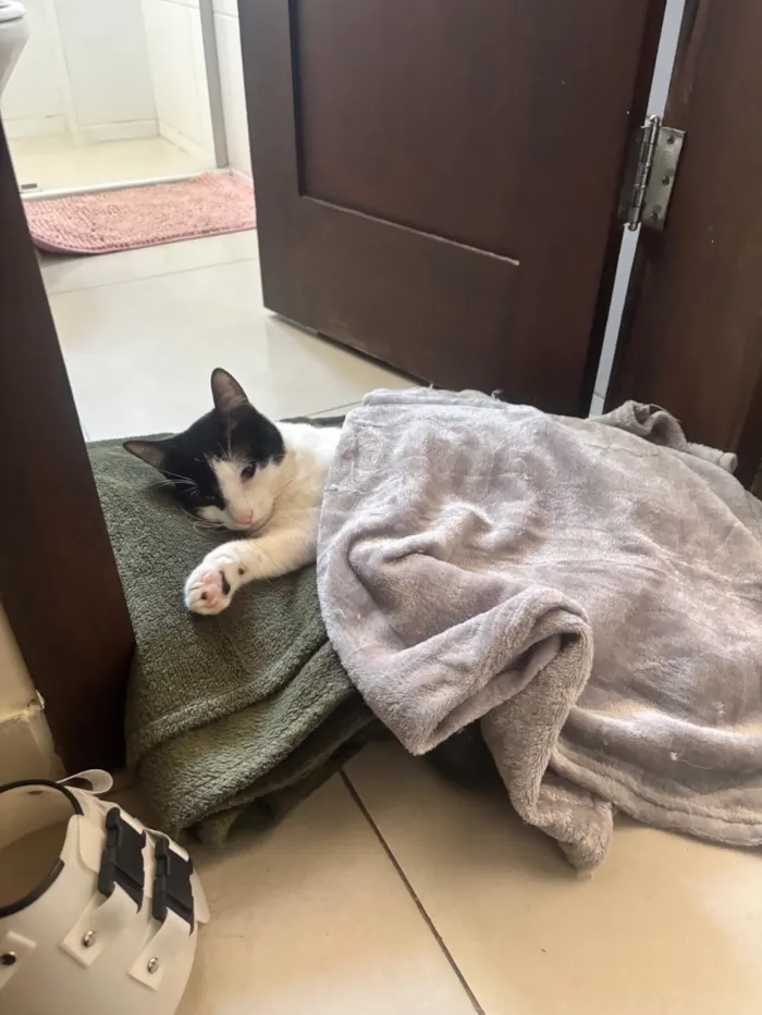 Gato raça SRD-ViraLata idade 2 a 6 meses nome Loki