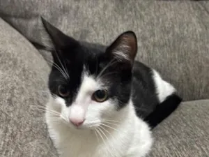 Gato raça SRD-ViraLata idade 2 a 6 meses nome Loki