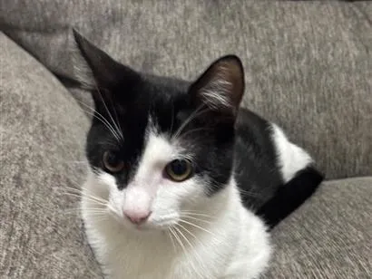 Gato raça SRD-ViraLata idade 2 a 6 meses nome Loki