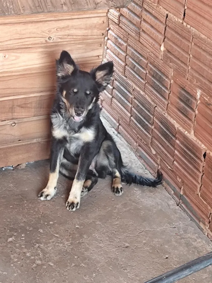 Cachorro raça SRD-ViraLata idade 2 a 6 meses nome mel