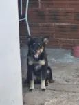 mel