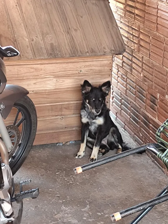 Cachorro raça SRD-ViraLata idade 2 a 6 meses nome mel