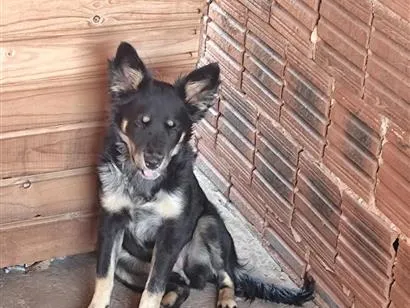 Cachorro raça SRD-ViraLata idade 2 a 6 meses nome mel