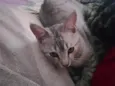 Maya