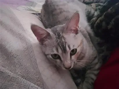 Gato raça SRD-ViraLata idade 7 a 11 meses nome Maya