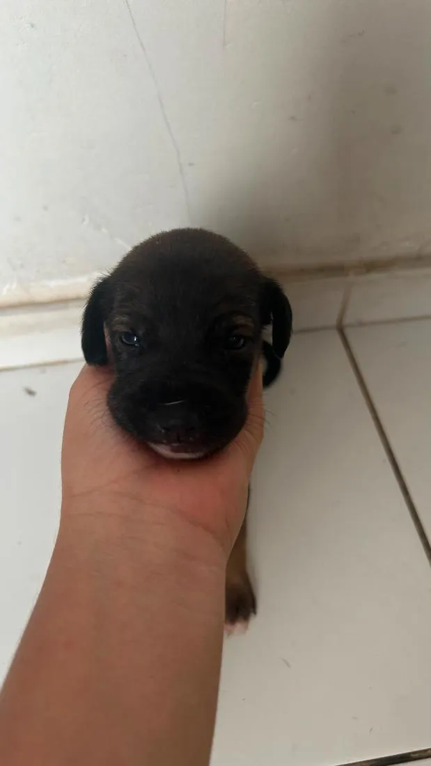 Cachorro raça SRD-ViraLata idade Abaixo de 2 meses nome mel