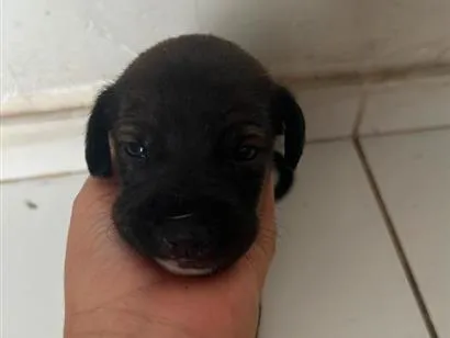 Cachorro raça SRD-ViraLata idade Abaixo de 2 meses nome mel