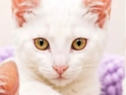 Gato raça SRD-ViraLata idade 2 a 6 meses nome Luke