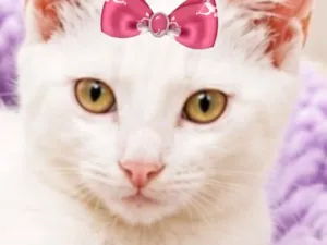 Gato raça SRD-ViraLata idade 2 a 6 meses nome Cacau