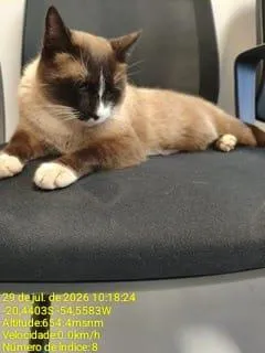 Gato raça Siamês idade 5 anos nome ENCONTRADO NO PQ DOS PODERES