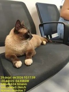 Gato raça Siamês idade 5 anos nome ENCONTRADO NO PQ DOS PODERES