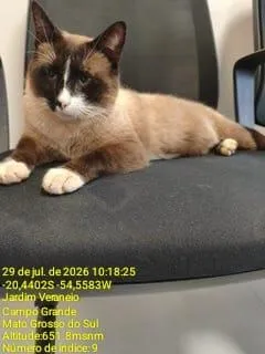 Gato raça Siamês idade 5 anos nome ENCONTRADO NO PQ DOS PODERES