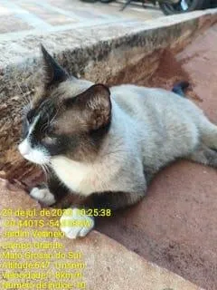 Gato raça Siamês idade 5 anos nome ENCONTRADO NO PQ DOS PODERES