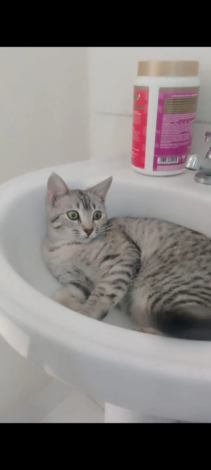 Gato raça SRD-ViraLata idade 7 a 11 meses nome Maya