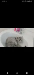 Maya