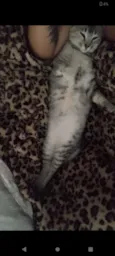 Maya