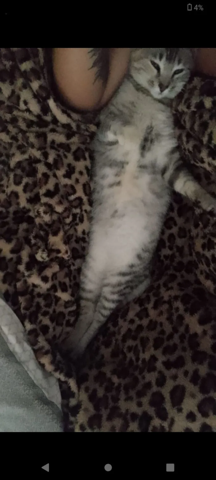 Gato raça SRD-ViraLata idade 7 a 11 meses nome Maya