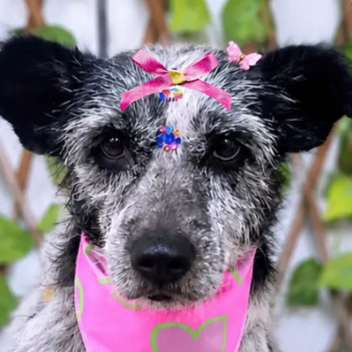 Cachorro raça SRD-ViraLata idade 1 ano nome Tina