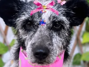 Cachorro raça SRD-ViraLata idade 1 ano nome Tina