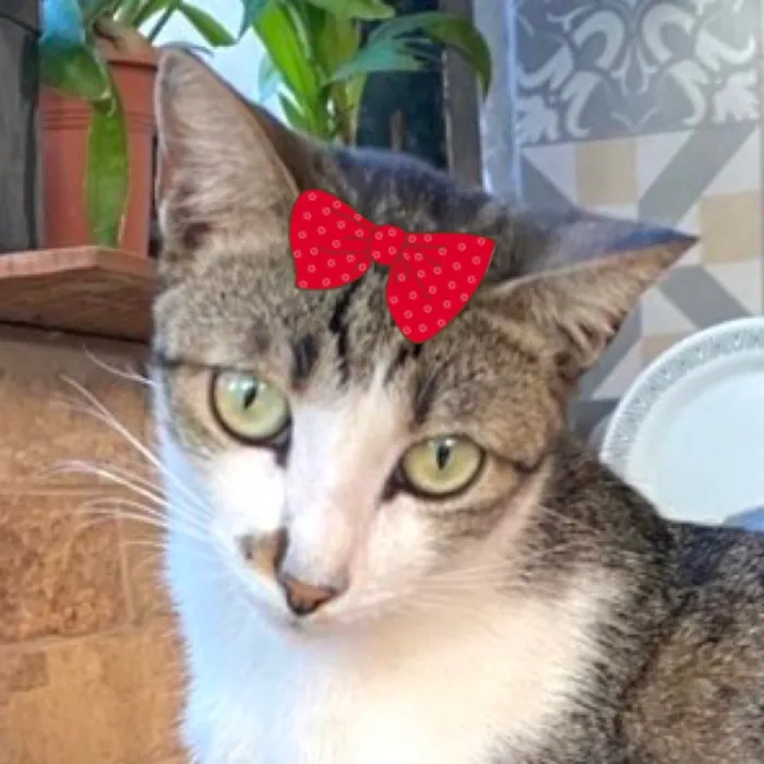 Gato raça SRD-ViraLata idade 1 ano nome Mina