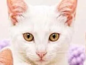 Gato raça SRD-ViraLata idade 2 a 6 meses nome Luke