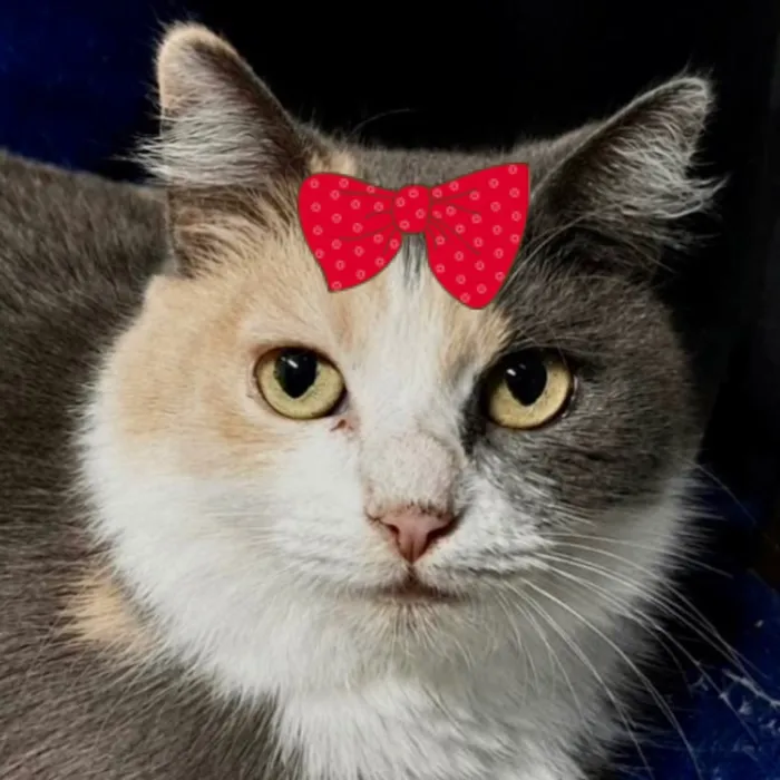 Gato raça SRD-ViraLata idade 1 ano nome Trix