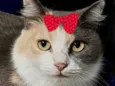 Trix