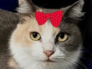 Gato raça SRD-ViraLata idade 1 ano nome Trix