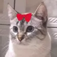 Nina