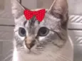 Nina