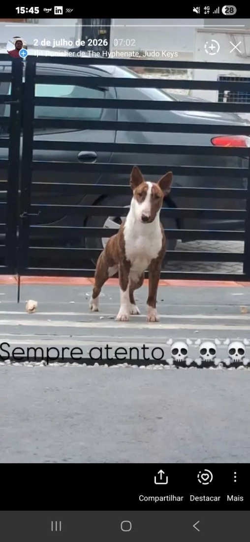 Cachorro raça Pit-Bull idade 1 ano nome Bruce