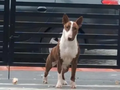 Cachorro raça Pit-Bull idade 1 ano nome Bruce