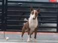 Bruce