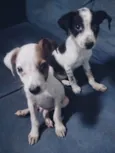 Adote esses cachorrinhos fofinhos 
