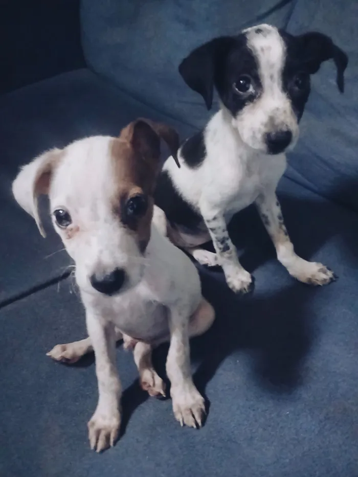 Cachorro raça SRD-ViraLata idade Abaixo de 2 meses nome Adote esses cachorrinhos fofinhos 