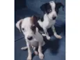 Adote esses cachorrinhos fofinhos 