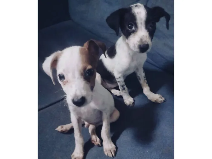 Cachorro raça SRD-ViraLata idade Abaixo de 2 meses nome Adote esses cachorrinhos fofinhos 
