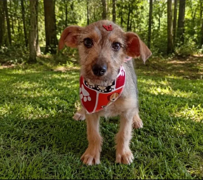 Cachorro raça SRD-ViraLata idade 2 a 6 meses nome Aninha