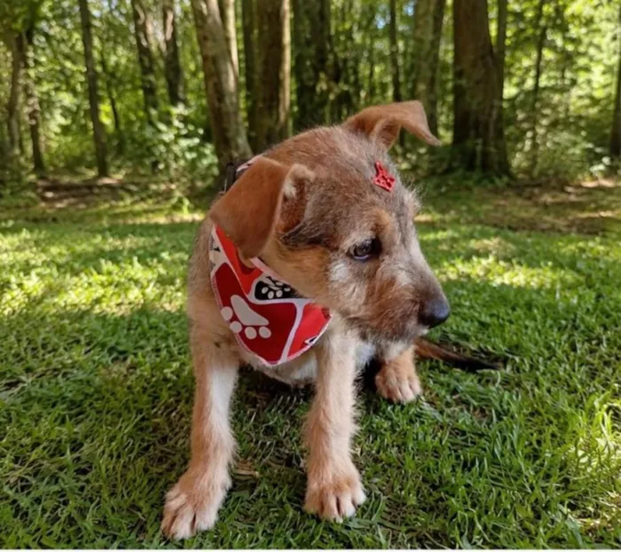 Cachorro raça SRD-ViraLata idade 2 a 6 meses nome Aninha